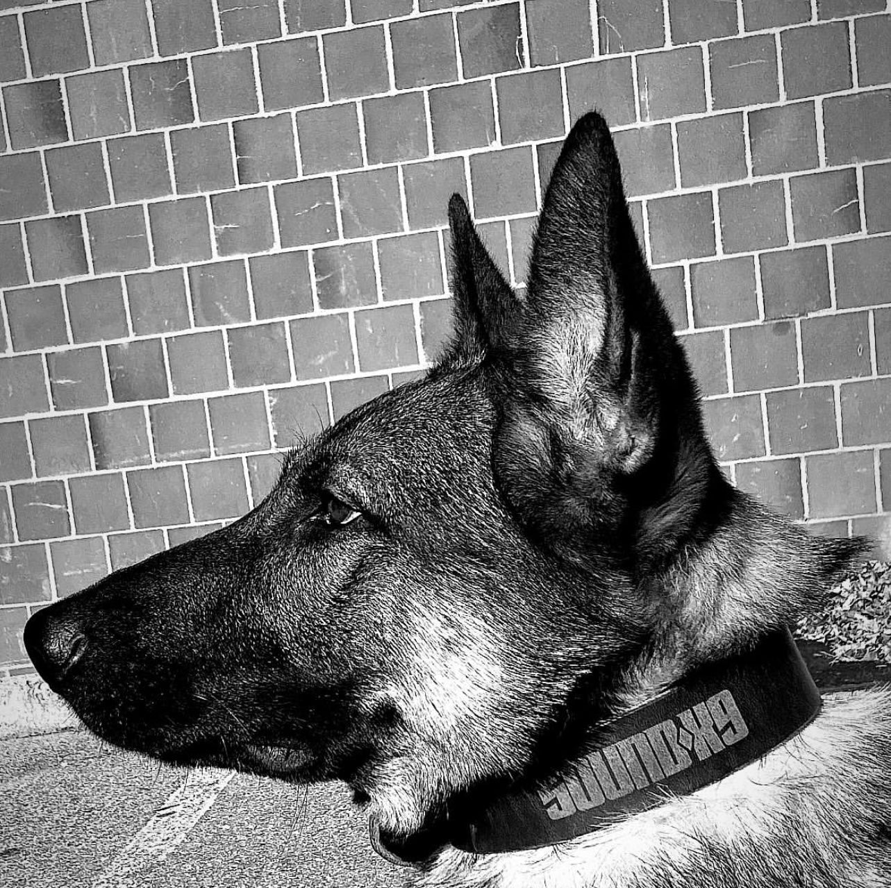 Collars